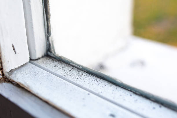 Best Attic Mold Removal  in Enterprise, WV