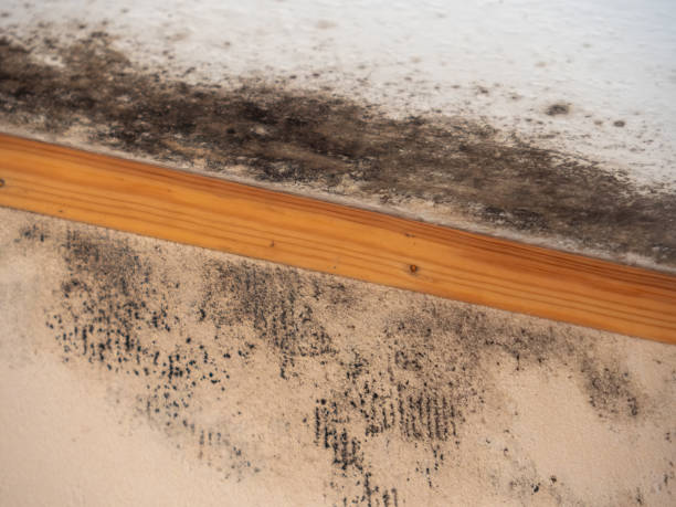 Best Crawl Space Mold Remediation  in Enterprise, WV