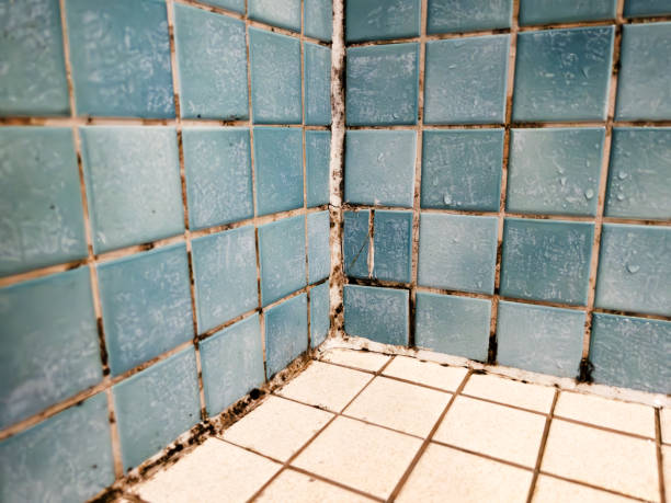 Best Industrial Mold Remediation  in Enterprise, WV