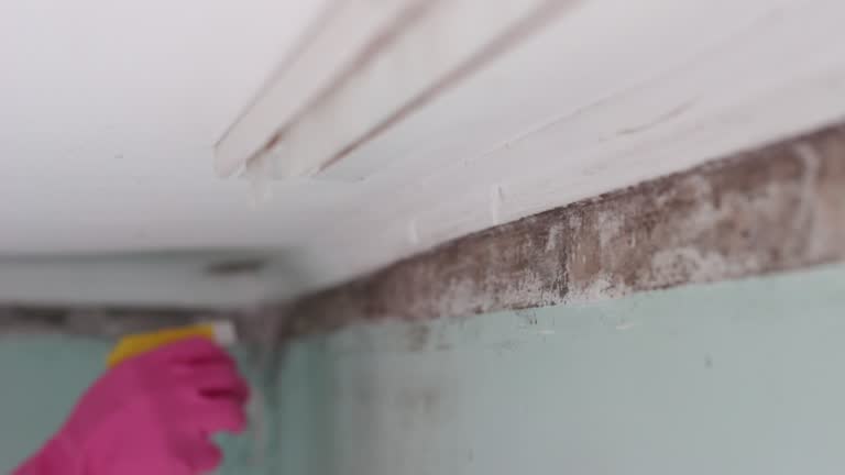 Best Real Estate Mold Inspection  in Enterprise, WV